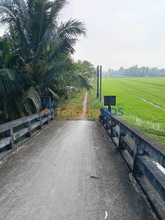 Đất Vườn Dừa Trái Sai 3000m² - Thu Nhập Hàng Tháng - Vĩnh Long