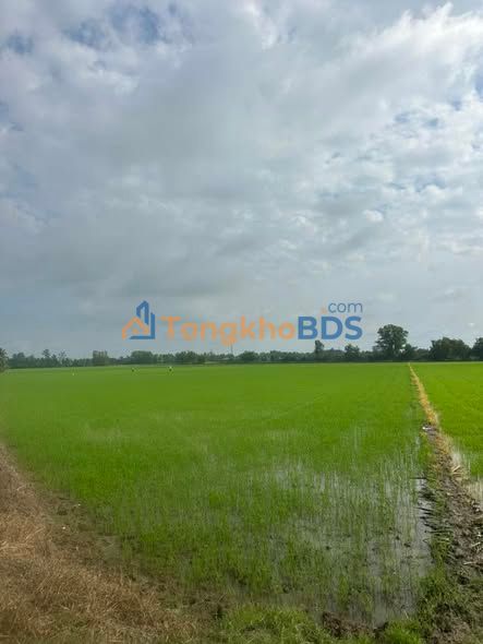 Đất ruộng Giục Tượng 10.000m² giá 4 tỷ - Giá tốt hiếm có