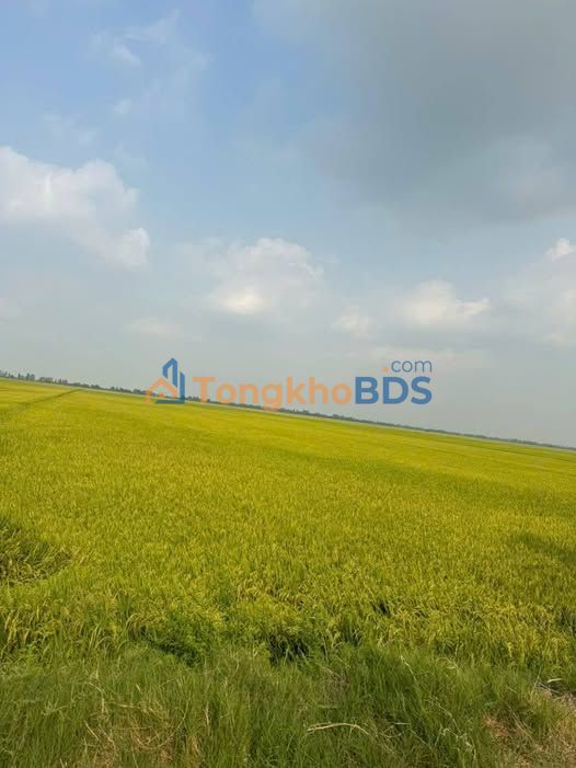 Đất ruộng Bình Phú 44.000m² 4.092 tỷ - Pháp lý rõ ràng