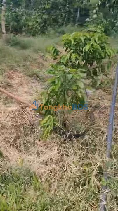 Đất rẫy Ia Bă Ia Grai 3.7ha 5.8 tỷ - Sổ đỏ chính chủ