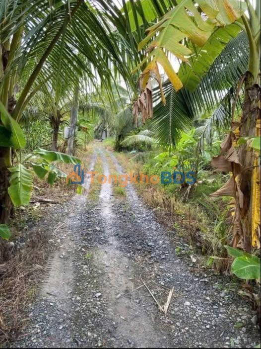 Đất nền Giồng Trôm 1.500m² giá 900 triệu - Đường to ô tô