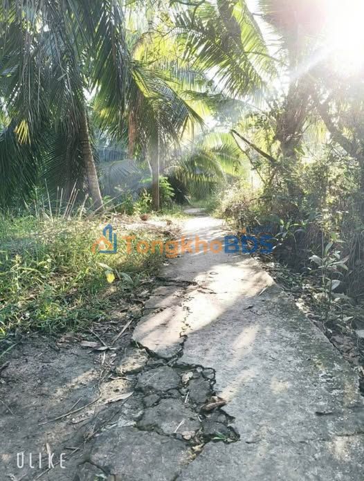 Đất vườn Lương Hòa Giồng Trôm 2.120m² 960tr - Đường to ô tô