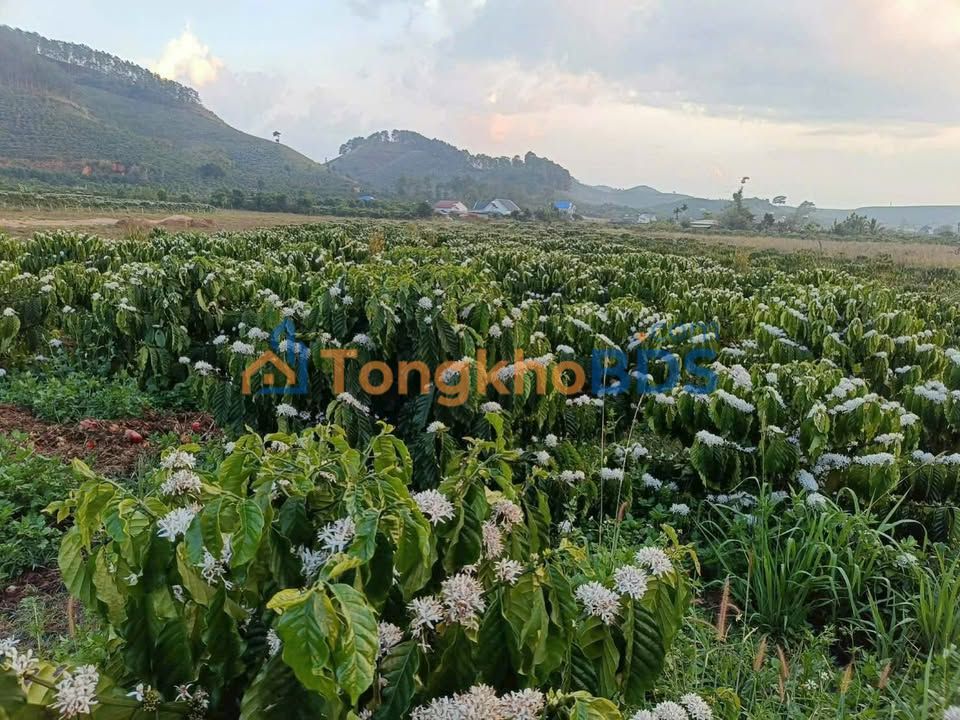 Đất Vườn Xã Bình Thạnh, Đức Trọng - 15120m² Sổ Thổ Cư, Giá 2.6 Tỷ