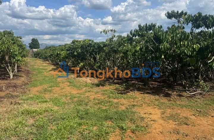 Đất vườn Bảo Lộc 12.000m² 760 triệu/xào - Đầu tư nghỉ dưỡng lý tưởng