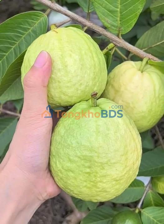 Đất nền Đan Hội Lục Nam 102m² 400 triệu - Sổ đỏ chính chủ