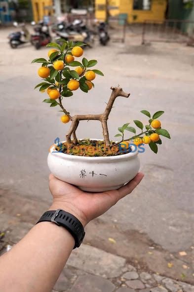 Nhà Đặng Thùy Trâm Cầu Giấy 67m² - Ô tô đỗ cửa, 2 thoáng - 24 tỷ