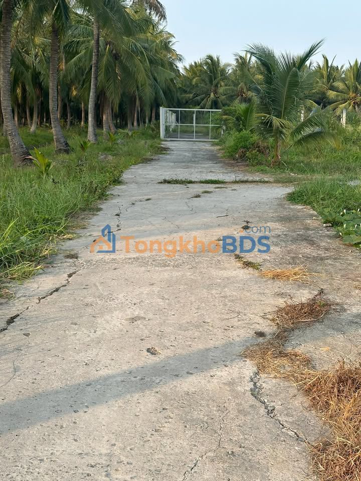 Bán Đất Nền Châu Hưng, Bình Đại 500m² Giá 270 Triệu - Sổ Đỏ Sẵn Sàng