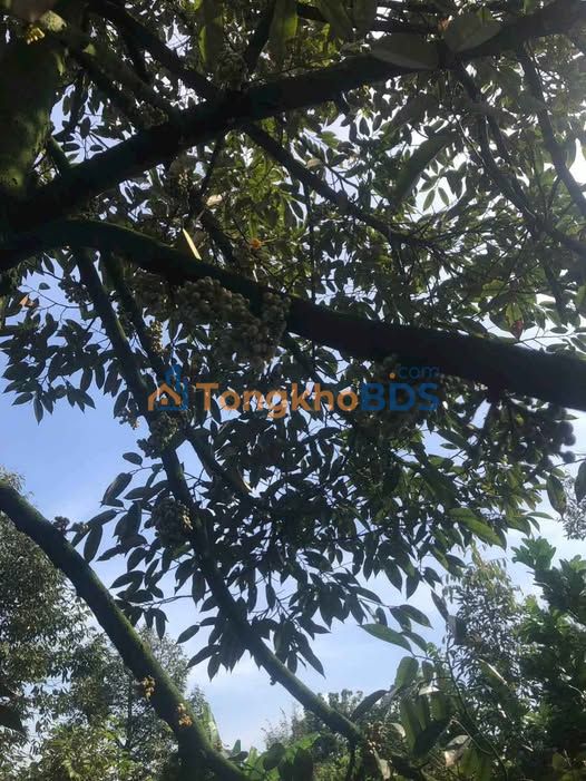 Bán Đất Vườn Sầu Riêng 3600m² Tiên Thủy, An Giang - Giá 420 Triệu/Công