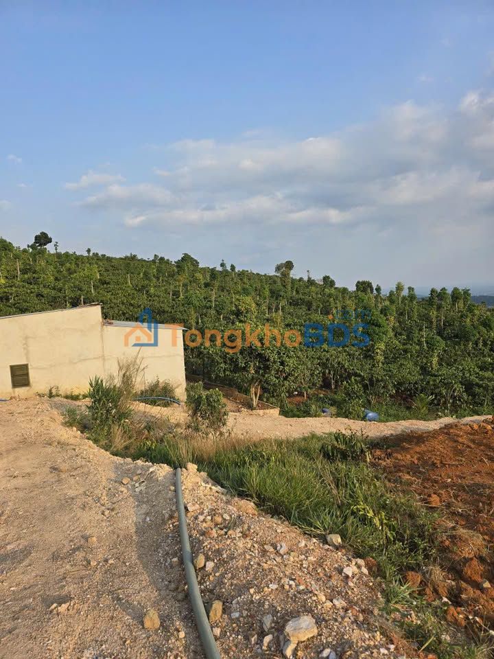 Farm Đạ Oai 2.000m² giá 7,5 tỷ - Sổ đỏ chính chủ, sẵn sàng giao dịch