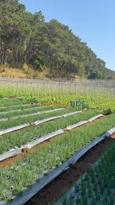 Đất nền Tu Tra Đơn Dương 2340m² 6.5 tỷ - Đường to ô tô