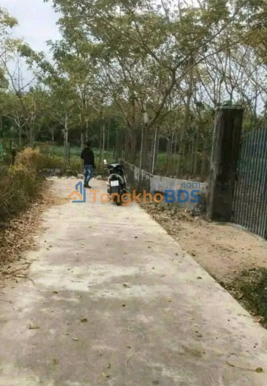 Farm Yến 1800m² Vạn Thắng - Khai thác 1kg Yến/Tháng - Giá 5.4 Tỷ