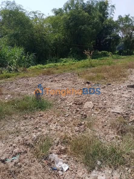 Bán Đất Mặt Tiền Đường Lục Viên, Đức Hòa - 175m² Full Thổ Cư, Sổ Hồng Riêng