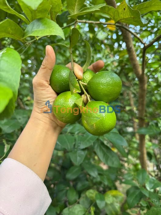 Đất Vạn Giã 57m² giá 500 triệu – Sổ đỏ chính chủ