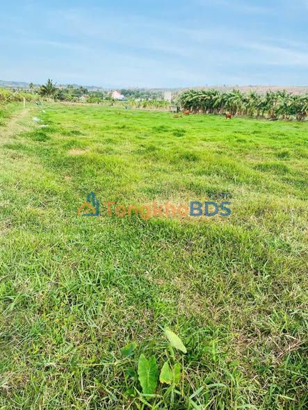 Đất nền Phú Long Bình Thuận 2.030m² 350tr - Sổ đỏ chính chủ