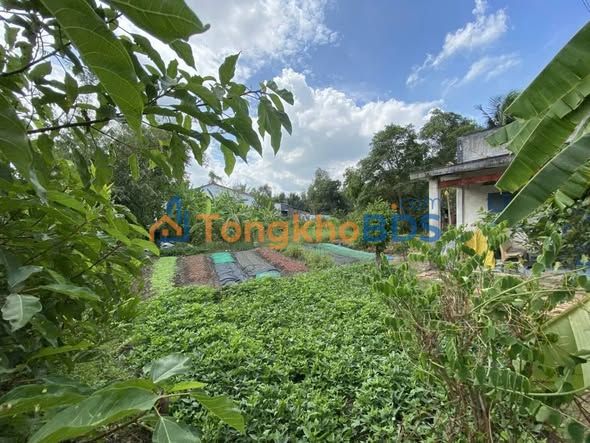 Bán Đất Mặt Tiền Đức Huệ, Long An 1200m² Sổ Đỏ Rõ Ràng