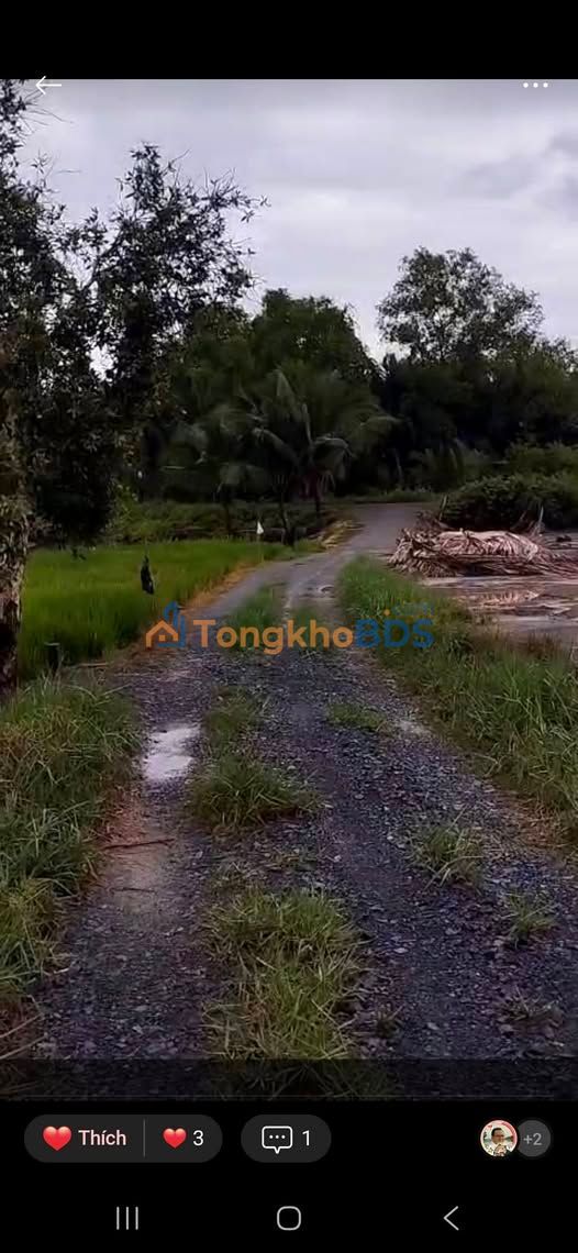 Bán Gấp Đất Vườn Lúa 2002m² Mặt Tiền Sông Vàm Cỏ - Long An