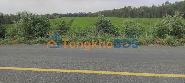 Đất nền Đức Huệ TL818 10ha 90 tỷ - Sổ đỏ chính chủ