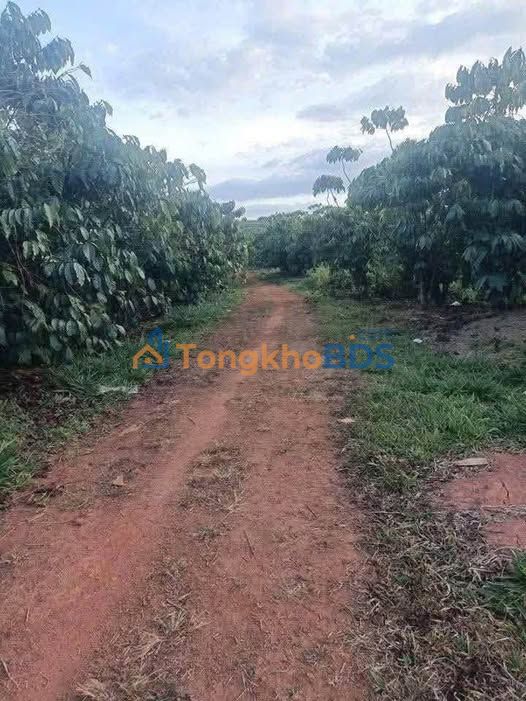 Đất vườn Lộc Ngãi Bảo Lâm 1,7ha 21,7 tỷ - Nghỉ dưỡng lý tưởng