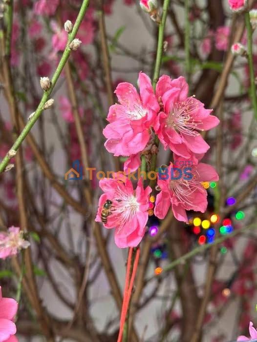 Nhà Góc 3 Mặt Tiền Kinh Doanh Sầm Uất KĐT Nam Hồng, Bắc Giang - 99m² - 8.1 Tỷ