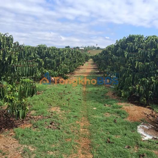 Bán Đất Nền Đức Trọng 7200m² - Mặt Tiền Đường Bê Tông 100m