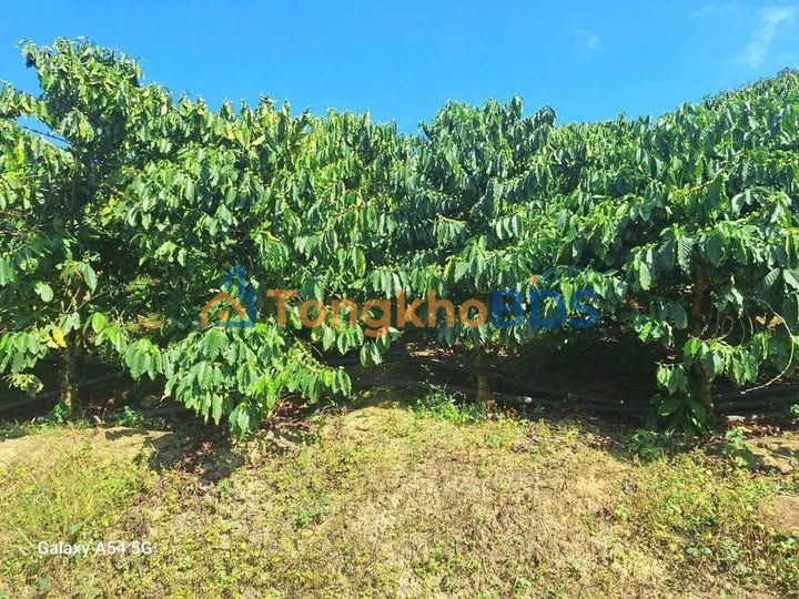 Bán Gấp Farm 3600m² Hòa Bắc, Di Linh - Sẵn Sàng Vận Hành Cafe
