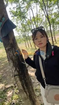 Đất Vườn Đắk Nông 2 Hecta Cao Su 15 Năm Tuổi - Đầu Tư Sinh Lời 2.3 Tỷ