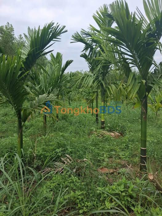 Đất vườn Đức Phú Mộ Đức 1700m² giá 3xx triệu - Nghỉ dưỡng lý tưởng