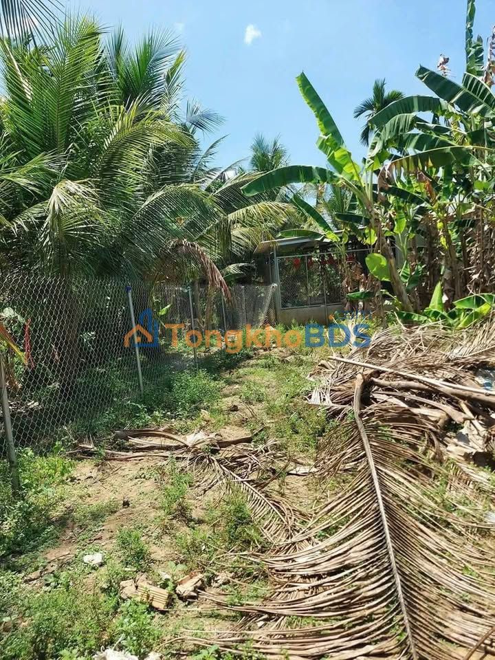 Đất Phú Khương Bến Tre 150m² 400 triệu - Xây dựng tự do