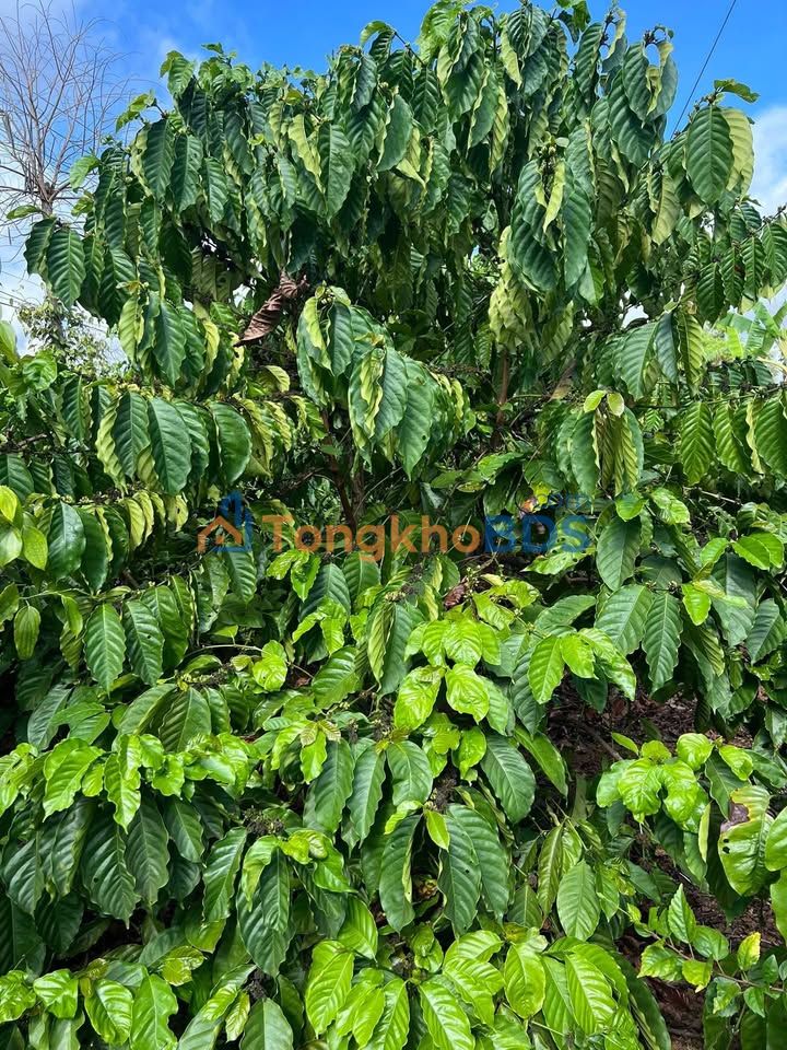 Farm Ea M'nang 2.160m2 giá 1,95 tỷ - Sổ đỏ chính chủ