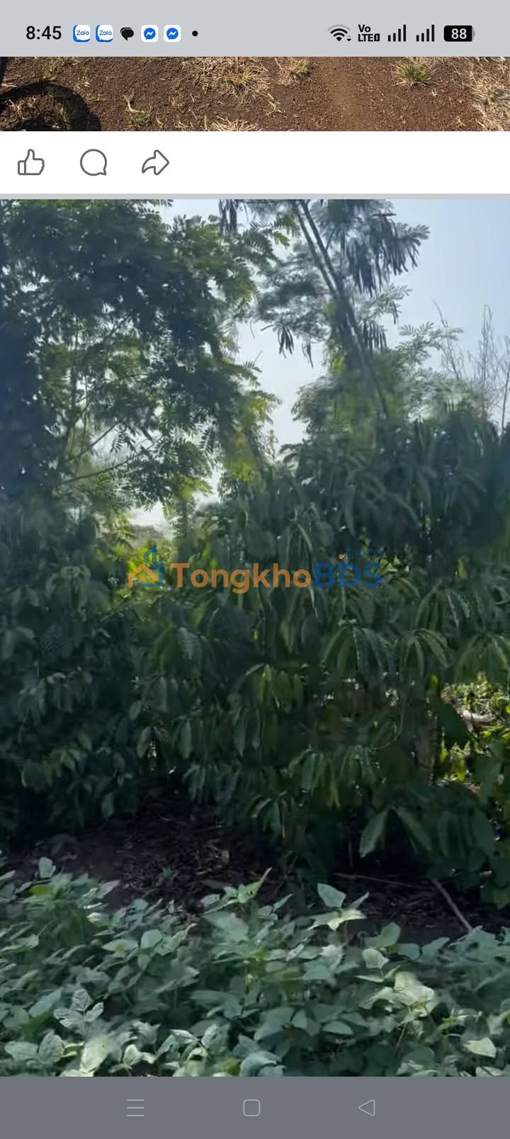 Bán Gấp 1ha Cà Phê Xen Tiêu Quảng Hiệp, Đắk Lắk - Giá Tốt