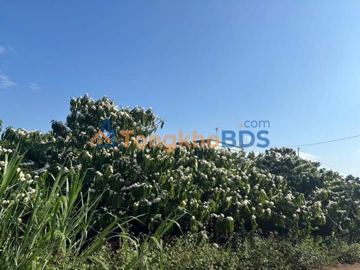 Đất vườn Tân Hội Đức Trọng 2520m² 4,55 tỷ - Sinh thái xanh