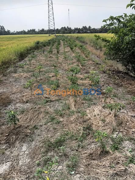 Bán Đất Vườn 6000m² Kênh 10, Tân Hiệp, An Giang - Giá 2.9 Tỷ