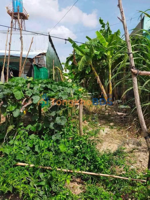 Bán Gấp 1.5ha Đất Vườn Long An - Mặt Tiền Lộ Nhựa, Thích Hợp Chăn Nuôi