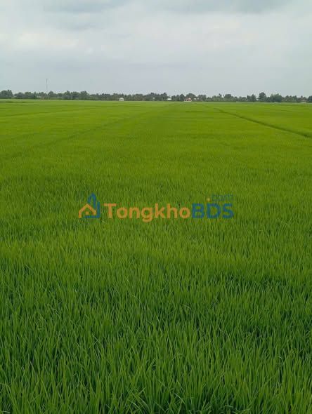 Đất ruộng Cà Đao Châu Thành 7.500m² 3 tỷ - Tiềm năng tăng giá