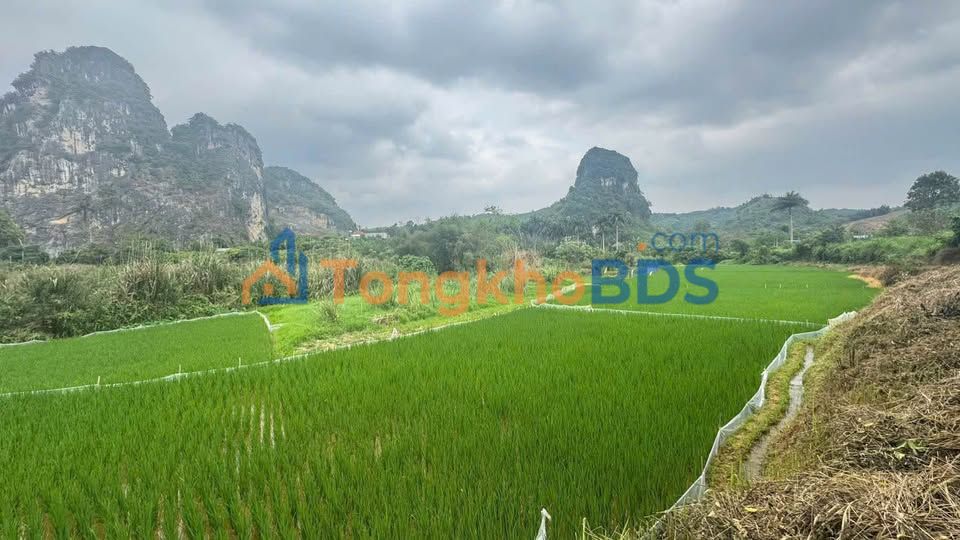 Đất Vườn 3000m² Hòa Bình - View Đồng Núi Đá, Giá Hơn 2 Tỷ