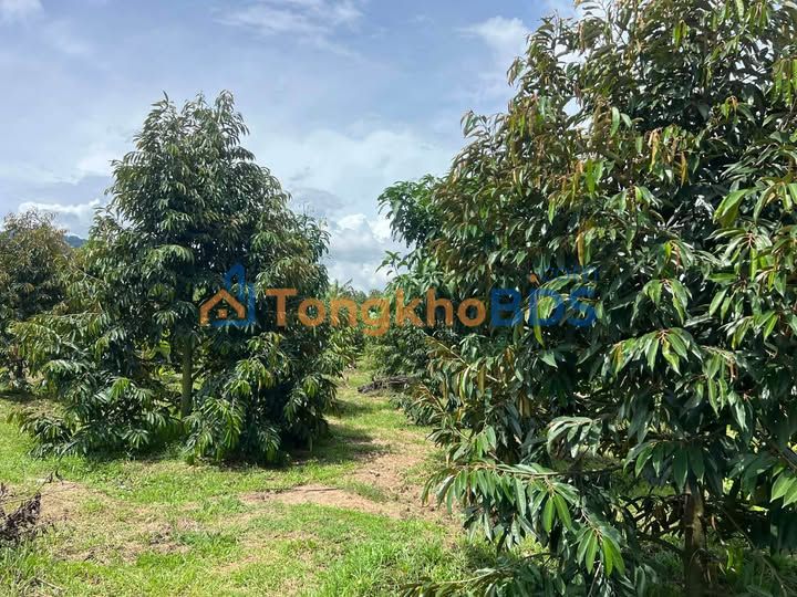 Bán Gấp 12.000m² Đất Vườn Sầu Riêng, Đức Linh, Bình Thuận - Sổ Đỏ, Giá 2.7 Tỷ
