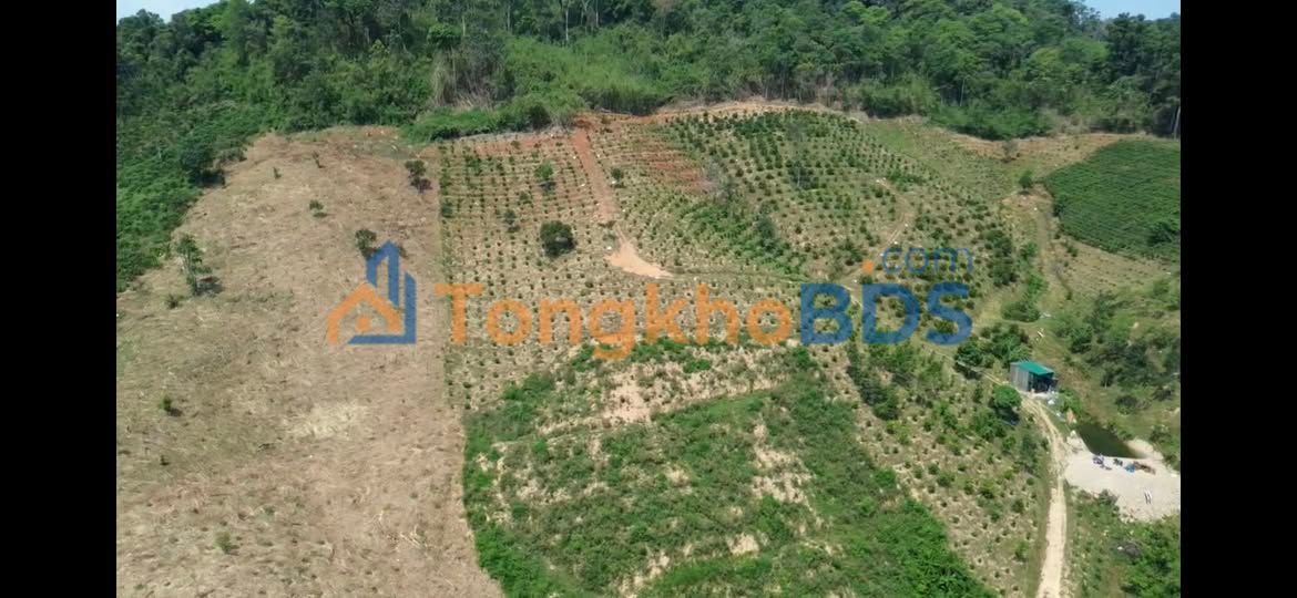 Bán 15.000m² Đất Vườn Lộc Bảo - Cafe Tơ Đẹp, Ao Nước Lớn, Giá 1.6 Tỷ