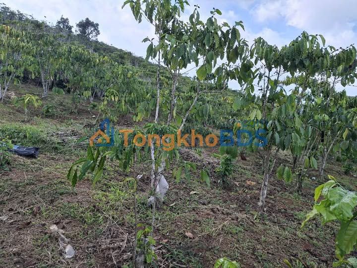 Dat vuon Bao Loc P2 792m2 1.15 ty - Nghi duong ly tuong