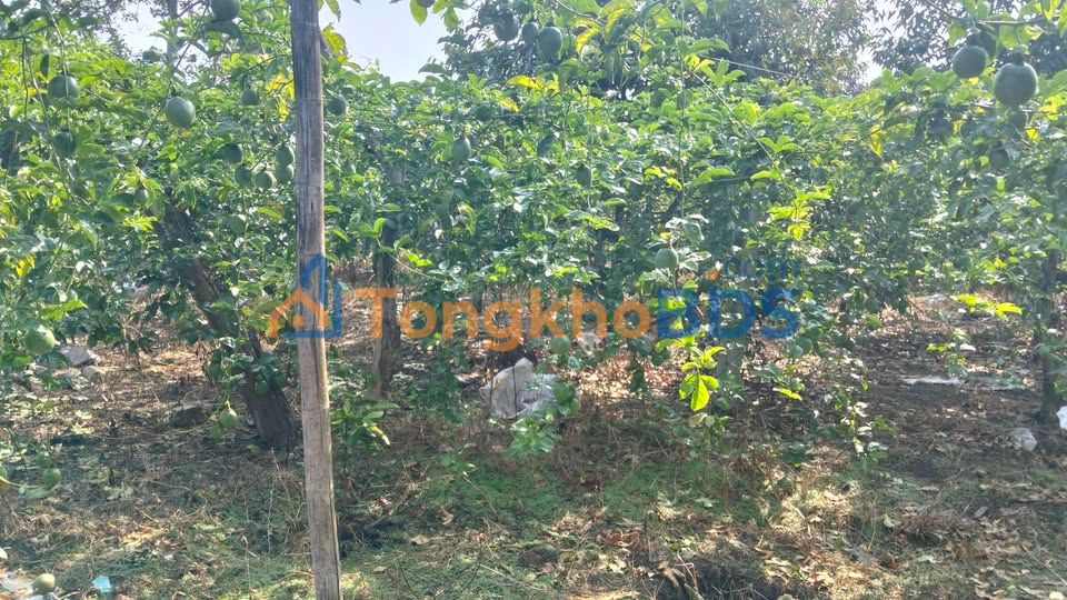 Đất nền Lộc Châu Bảo Lộc 49m² 5.88 tỷ - Sổ đỏ