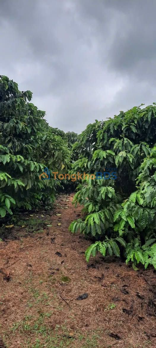 Đất nền Lộc Bắc Bảo Lâm 3000m² 1.7 tỷ - Sổ đỏ chính chủ