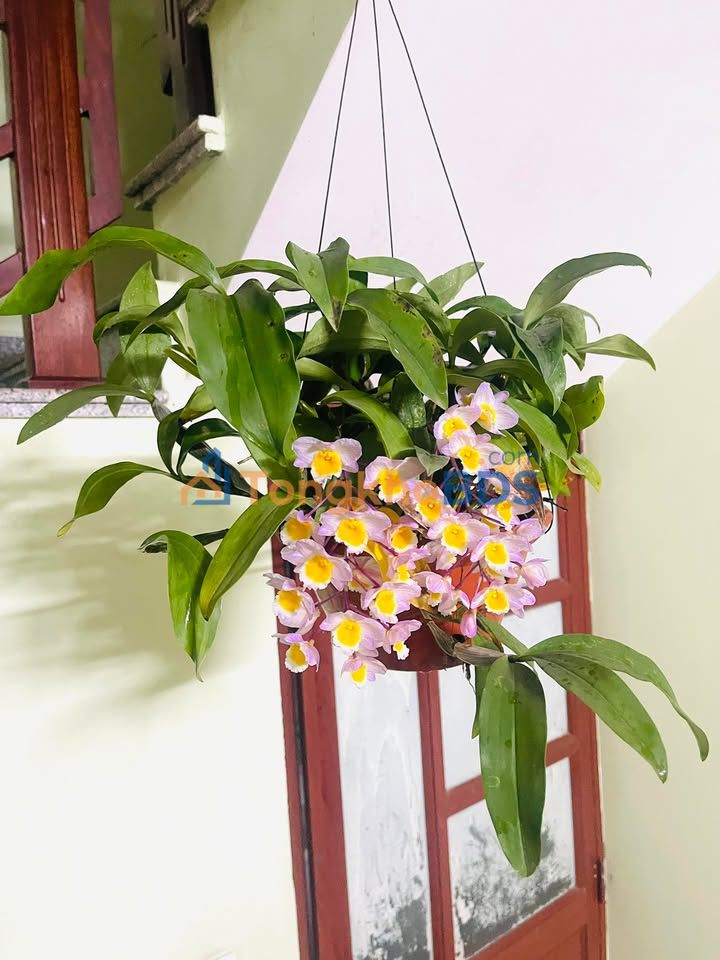 Đất nền Phường Chũ 190m² giá 5xx triệu - Giá F0