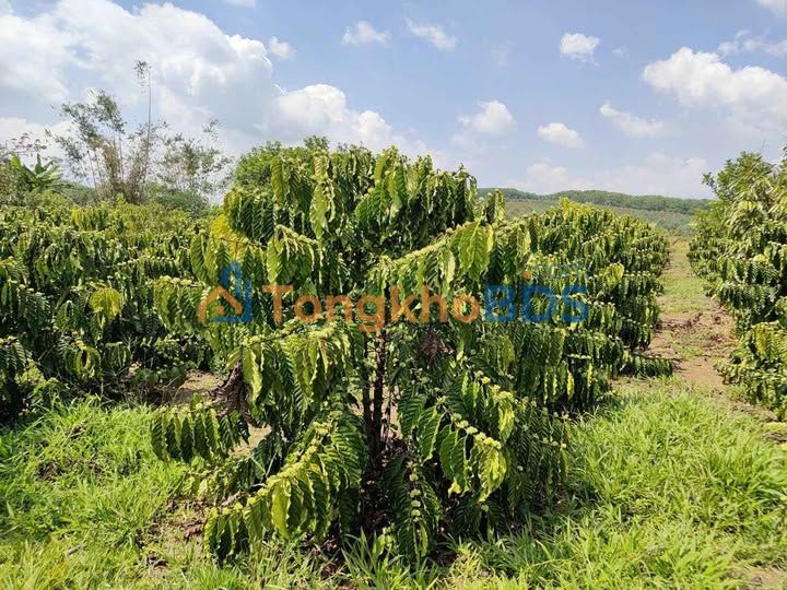 Đất vườn Nghĩa Thắng Bảo Lâm 1ha 2.3 tỷ - Sinh thái xanh