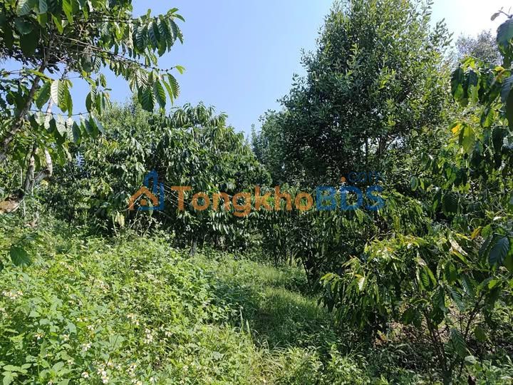 Farm Lộc Thanh Bảo Lộc 1,1ha 20,47 tỷ - Sổ đỏ chính chủ