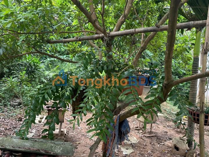 Đất nền Đại Yên Chương Mỹ 5.000m² 15 tỷ - Giá đầu tư tốt