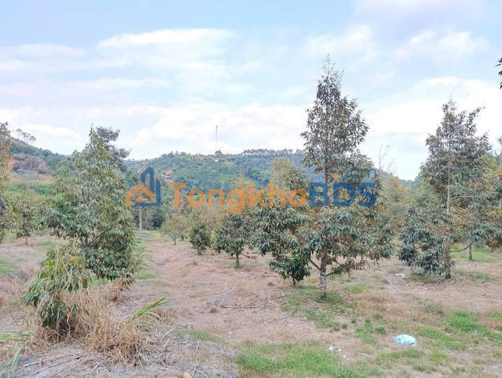 Đất vườn Lộc Nam Bảo Lâm 1ha giá thỏa - Sổ đỏ chính chủ