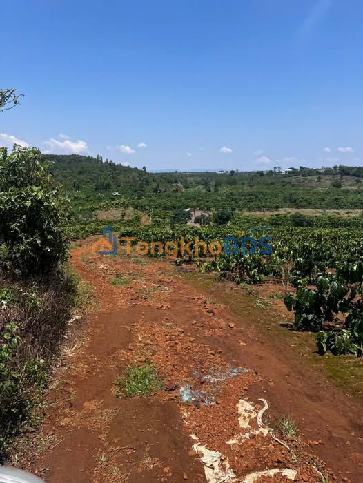 Đất vườn Bảo Lộc P1 2.160m² 4.8 tỷ - Sinh thái xanh