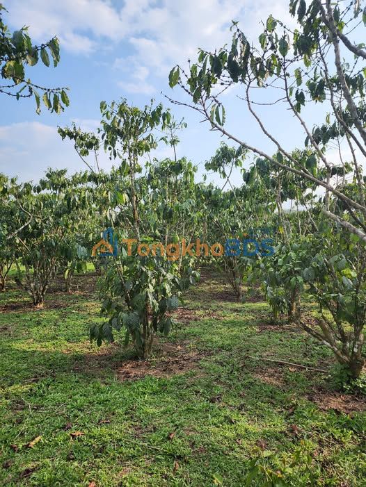 Đất nền Bảo Lâm 1.444m² 1.7 tỷ - Sổ đỏ chính chủ