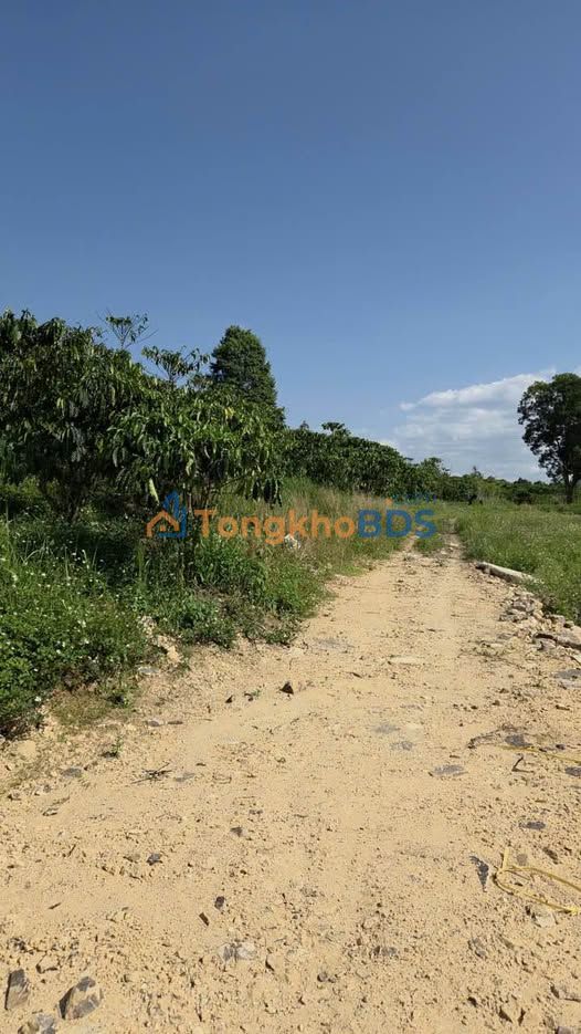 Bán gấp 1.2ha vườn cà phê mặt đường lớn Tân Thanh, Lâm Đồng