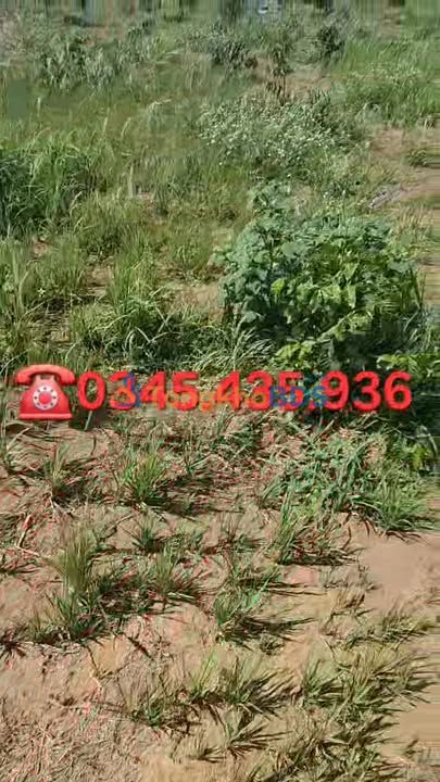 Đất Ia Púch Chư Prông 1,7 ha 1 tỷ - Sổ đỏ