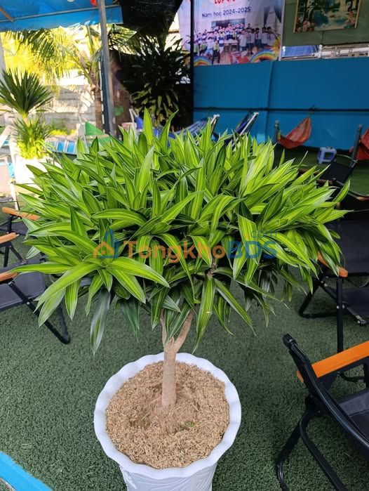 Đất nền Phước Vĩnh An 578m² 3.5 tỷ - Đường ô tô, xây tự do